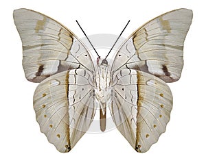 Butterfly Prepona pheridamas underside
