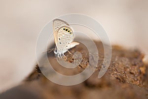 A butterfly puddling on cow dung