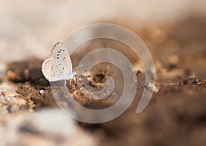 A butterfly puddling on cow dung