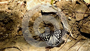 Butterfly puddling on a ground in their natural habitat