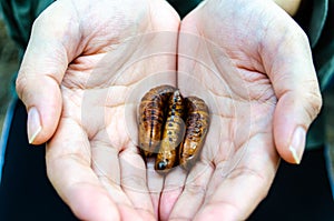 Three Butterfly Pupae