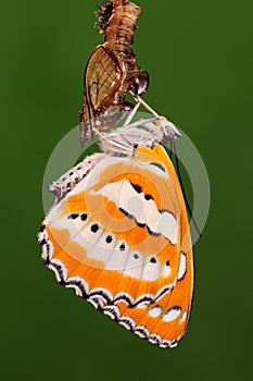 BUTTERFLY/PUPA/Athyma perius