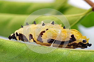 Butterfly pupa attach to leaf in nature green leaves background