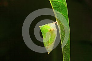 Butterfly pupa, Common baron , Aarey Milk Colony , INDIA