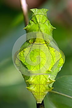 Butterfly pupa face photo