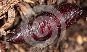 Butterfly pupa on the ground