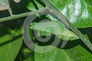 Butterfly Pupa Stage