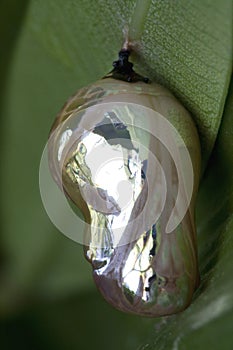 Butterfly Pupa Super Macro