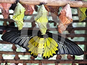 Butterfly Pupae