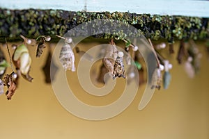 Butterfly pupae on display photo