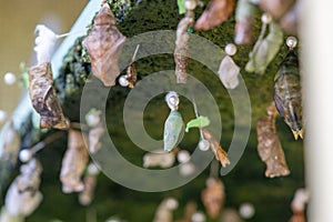 Butterfly pupae on display