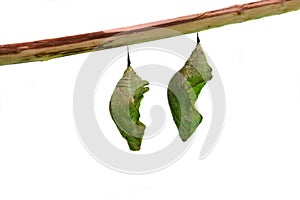 Butterfly pupae on white photo