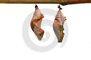 Butterfly pupae on white photo