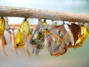 Butterfly and pupaes
