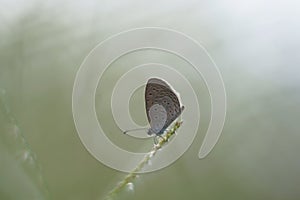 Butterfly purching over green leaf and spacing for wording as nature background