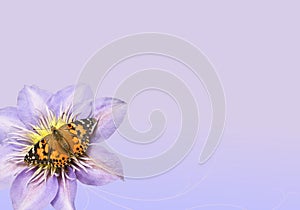 Butterfly on purple