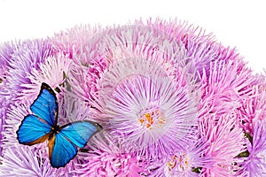 Butterfly on purple aster flowers photo