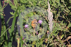 Butterfly on the purple blossom of the thistle plant in park hitland in the Netherlands. photo