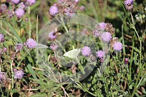 Butterfly on the purple blossom of the thistle plant in park hitland in the Netherlands. photo