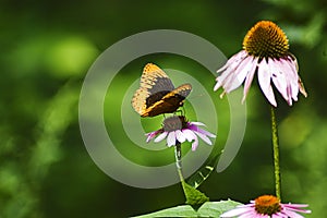 Butterfly on Purple Cone Flower