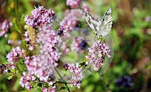 Butterfly on purple flower