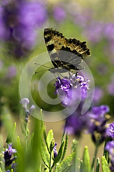 Butterfly on purple flower