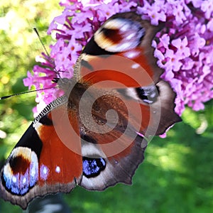 Butterfly on a purple flower