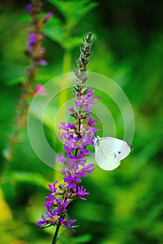 Butterfly on purple flower