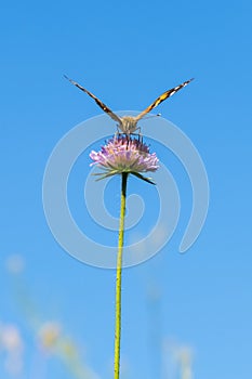 Butterfly on a purple flower against the blue sky. vertical photo