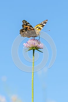 Butterfly on a purple flower against the blue sky. vertical photo. close up