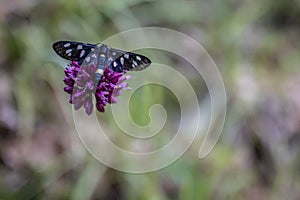 Butterfly on a purple flower photo