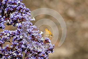 Butterfly on Purple Flower