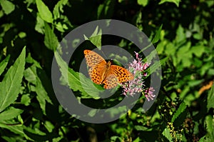 Butterfly on a purple flower with grean leaves. Argynnis paphia butterfly resting on vegetation and wildflowers.