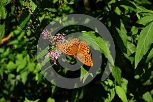 Motýľ na fialovom kvete so zelenými listami. Argynnis paphia motýľ odpočíva na vegetácii a divokých kvetoch.