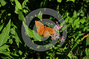 Motýľ na fialovom kvete so zelenými listami. Argynnis paphia motýľ odpočíva na vegetácii a divokých kvetoch.