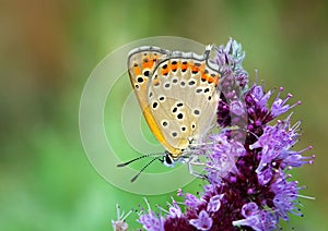 Lesser Fiery Copper butterfly on purple flower, Lycaena thersamon photo