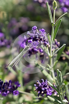 Butterfly on the purple flower. Slovakia