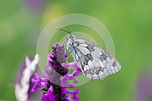 Butterfly on the purple flower. Slovakia