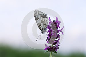 Butterfly on the purple flower. Slovakia