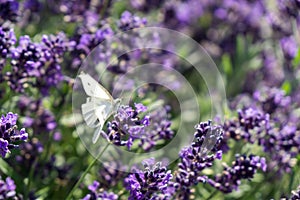 Butterfly on the purple flower. Slovakia