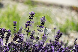 Butterfly on the purple flower. Slovakia