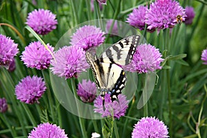 Butterfly on purple flowers