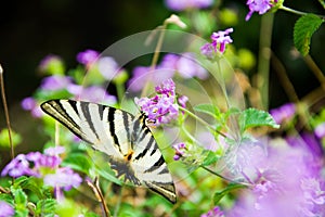 Butterfly & purple flowers