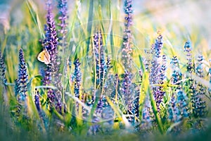 Butterfly on purple flowers