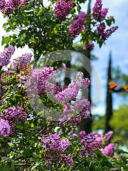 Butterfly Purple Flowers in Oak Grove