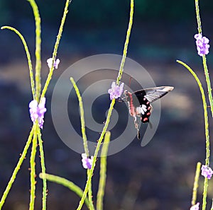 Butterfly and purple flowers beside the sea