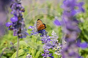 Butterfly on purple flowers in the sunlight blurred background