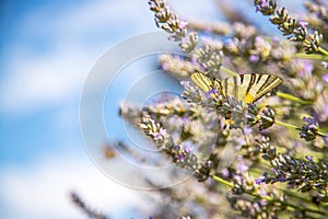 Butterfly on purple lavender blooms, France, post card photo