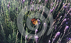 A butterfly on the Purple Lavender landscape