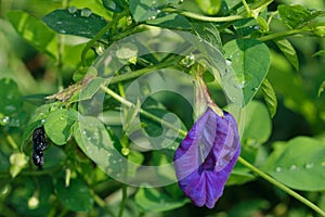 Butterfly purple pea flower